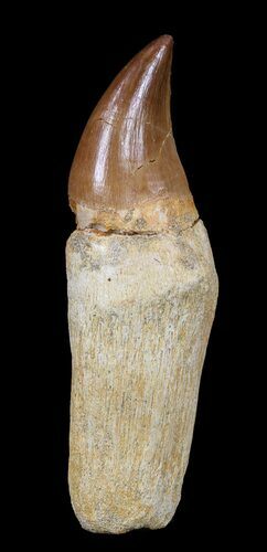 Rooted Mosasaur (Prognathodon) Tooth #55830